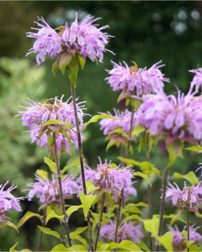 Toruoieline_monarda_Monarda-Elsie-s-Lavender_tamme_talu_urdiaed