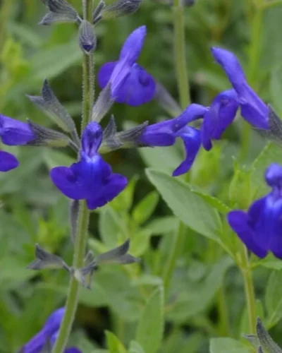 Vaikeselehine_salvei_Salvia_microphylla_Blue_Monrovia_tamme_talu_urdiaed