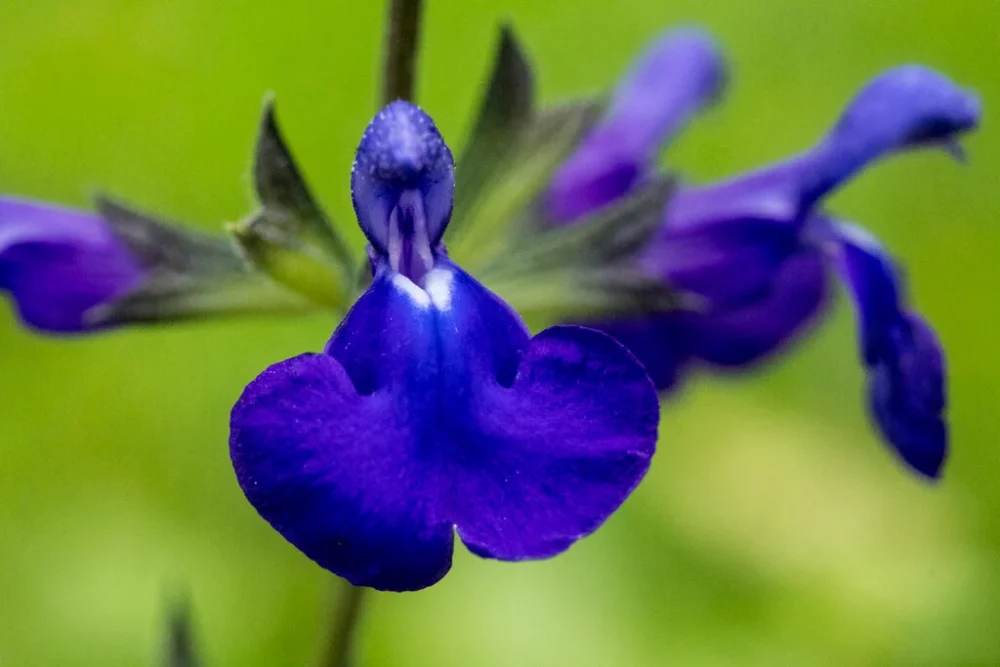 Vaikeselehine_salvei_Salvia_microphylla_Blue_Monrovia_tamme_talu_urdiaed