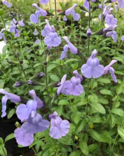 Vaikeselehine_salvei_Salvia_microphylla_Delice_Aquamarine_tamme_talu_urdiaed