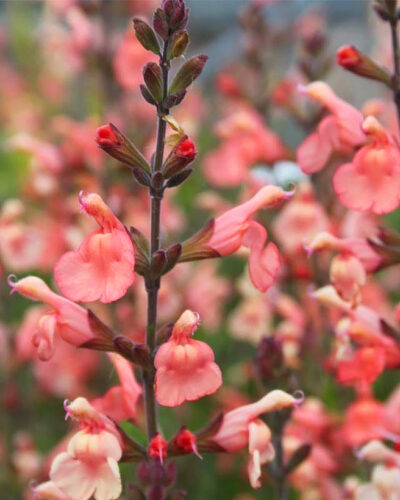 Vaikeselehine_salvei_Salvia_microphylla_Papajan_tamme_talu_urdiaed