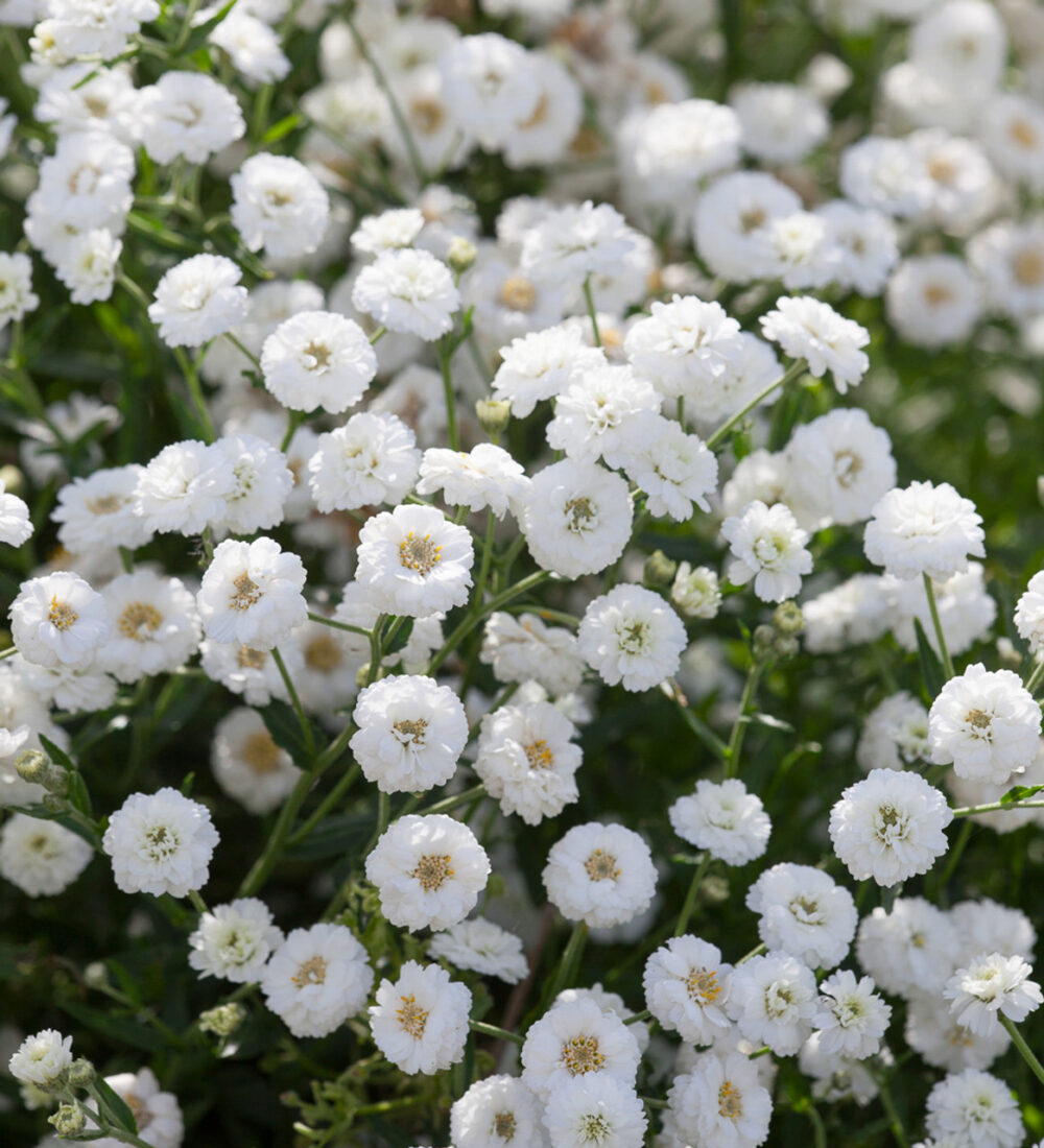 Vosa_raudrohi_Achillea_ptarmica_The-Pearl_tamme_talu_urdiaed