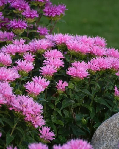 aedmonarda_monarda_didyma_pink_frosting_tamme_talu_urdiaed