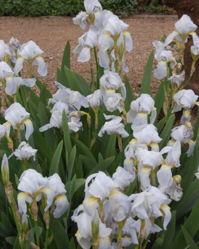 Firenze_iiris_Iris_germanica_var.-florentina_Tamme_talu_urdiaed