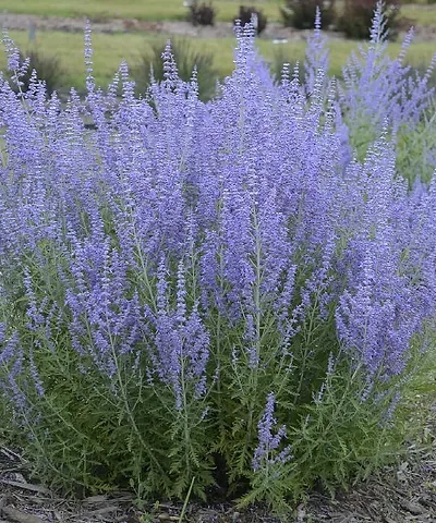 Harilik_perovskia_Perovskia_atriplicifolia_Little_Spire_Tamme_talu_urdiaed