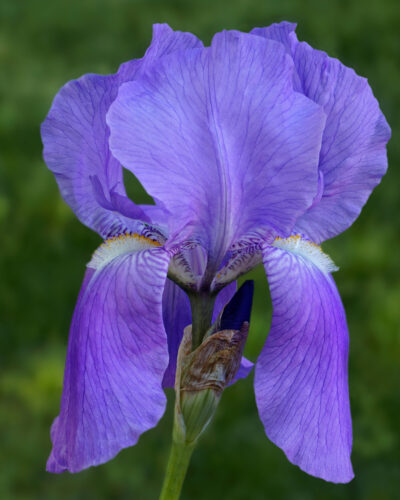 Kahkjas_iiris_Iris_pallida_dalmatica_Tamme_talu_urdiaed