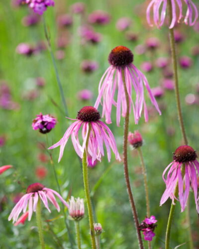 Kahkjas_siilkubar_Echinacea_pallida_Tamme_talu_urdiaed