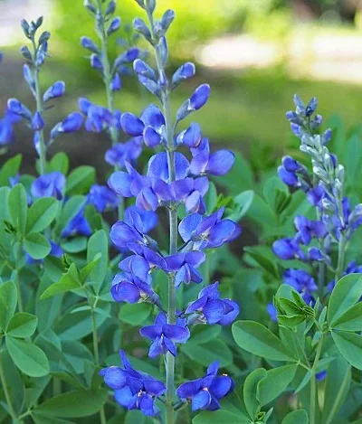 Sinine_baptiisia_Baptisia_australis_Bright_Blue_Tamme_talu_urdiaed