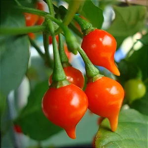kariibi paprika, tšilli, tamme talu ürdiaed