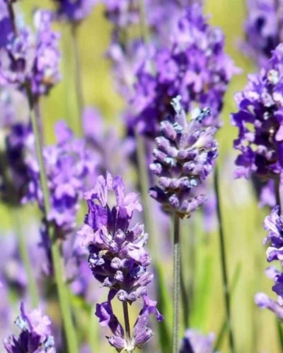 tähklavendel blue scent early, lavandula angustifolia, tamme talu ürdiaed, lavendliistikud