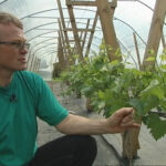 Harri Poom, tamme talu ürdiaed