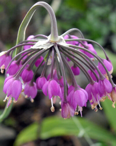 Kaldlauk Allium cernuum