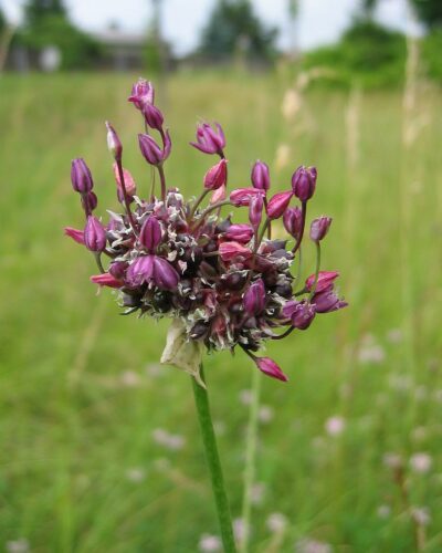 Metslauk_art_Allium_scorodoprasum_tamme_talu_urdiaed