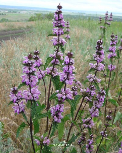 Mugul-leekurt-phlomoides-tuberosa-tamme-talu-urdiaed