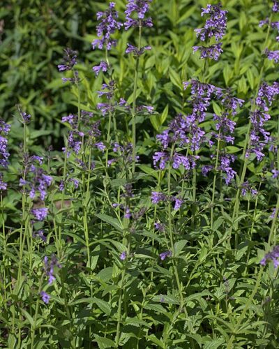 Siberi_naistenoges_Nepeta_sibirica_tamme_talu_urdiaed