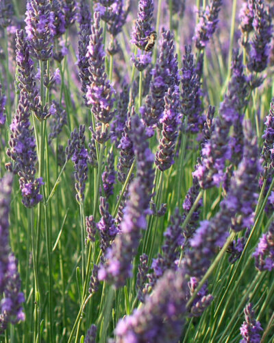 Tahklavendel-vienco-blue-lavandula-angustifolia-tamme-talu-urdiaed