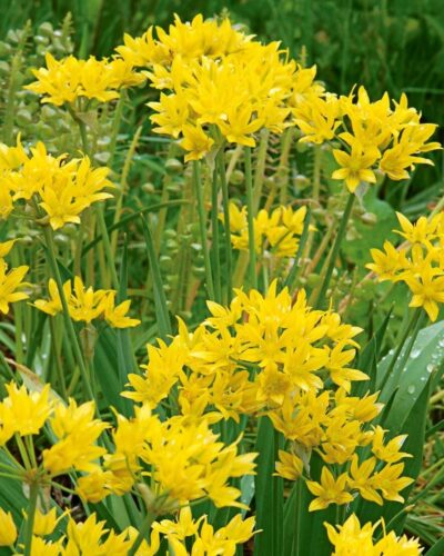 kuldlauk-allium-moly-tamme-talu-urdiaed