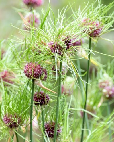 Nurmlauk "Hair" Allium vineale