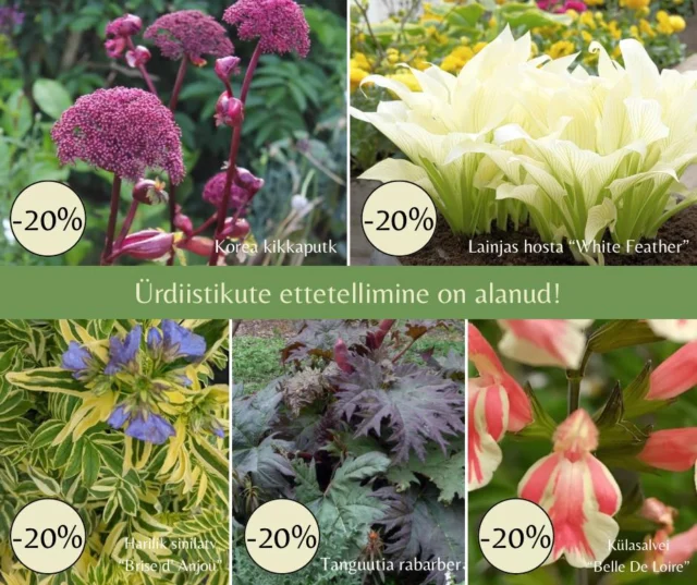 Ette tellides on Tamme talu e-poes praegu kõik lõhna-, maitse- ja ravimtaimede istikud -20% soodsamalt🤩

Vali välja oma uued lemmikürdid ja telli aegsasti. Erilisemad taimed saavad ruttu otsa💫

🚚Ettetellitud taimed saadame turvaliselt pakituna pakiautomaati või kulleriga koju. Istikuid hakkame väljastama mai algusest.