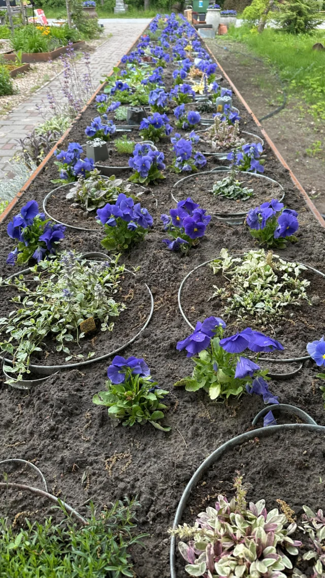 Kõrgpeenra rajamine Tamme talu ürdiaias👩🏼‍🌾

Eelmise aasta suvel alustasime Garden Pearls projekti toel Tamme talu ürdiaia uuendamist. 
Laste ja piiratud liikumisvõimalustega inimeste ligipääsetavuse suurendamiseks rajasime ka kõrgpeenra, kuhu istutasime sobivad taimed. 

Istutamiseks kasutasime erinevaid liivateesid, punet, korsika münti, vääris-vaipkakart, akakapsaste värvikaid sorte ja liustikupuju - kõik sellised taimed, mis on madalakasvulised ja hästi lõhnavad, söödavad ning mitmed neist omavad ravivaid omadusi. Lisaks sobivad kasvatamiseks kiviktaimlates, aiavaasides ning tõstetud peenardes.

🛒Oma koduaeda sobivad aromaatsed pinnakattetaimed telli Tamme talu e-poest www.tammetalu.eu

#tammetaluürdiaed #ligipääsetavus #aiakujundus #aiapärlid #gardenpearls #romantilinerannatee