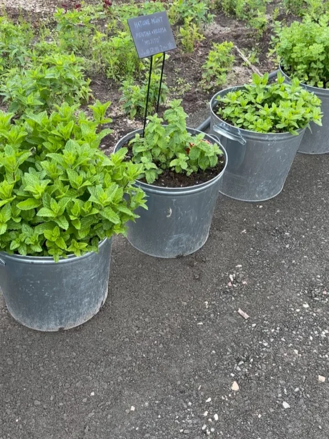 Lugesime ära, et ürdiaias on täpselt 56 erinevat mündi sorti ja liiki💥

🌱Metallpottidesse istutasime sellepärast, et piirata nende kasvu. 
🌱Talveks keerame potid külili ning katame mitmekordse talvekangaga.

Sellisel viisil on ka sinul lihtne oma aias või terrassil münte kasvatada🙌

Istikutena on Tamme talu e-poes müügil erinevad sidrunmüntide, piparmüntide, õunmüntide ja rohemüntide sordid. 
Tutvu e-poe valikuga ja leia oma uued lemmikud mündid🍃

#tammetaluürdiaed #aiandus