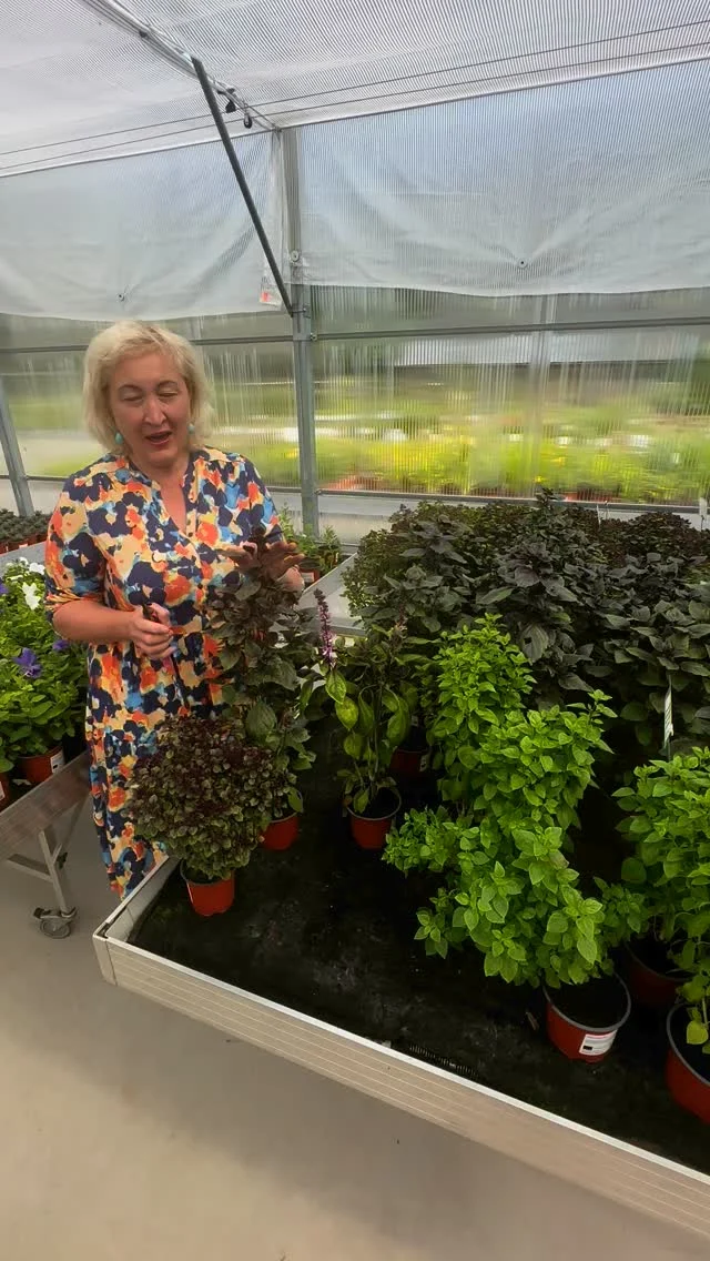 Videost saad vastuse küsimusele, kuidas oma basiiliku taimi vähemalt kuni jõuludeni kasvatada ja suurt saaki saada🌱

Kui sul basiilikut veel ei ole, siis Tamme talu e-poes on valikus neli erinevat sorti. 
Praegu kehtib kõikidele ürdiistikutele -20% allahindlus❗️🤩

#tammetaluürdiaed #aiandus #maitsetaimed #herbs