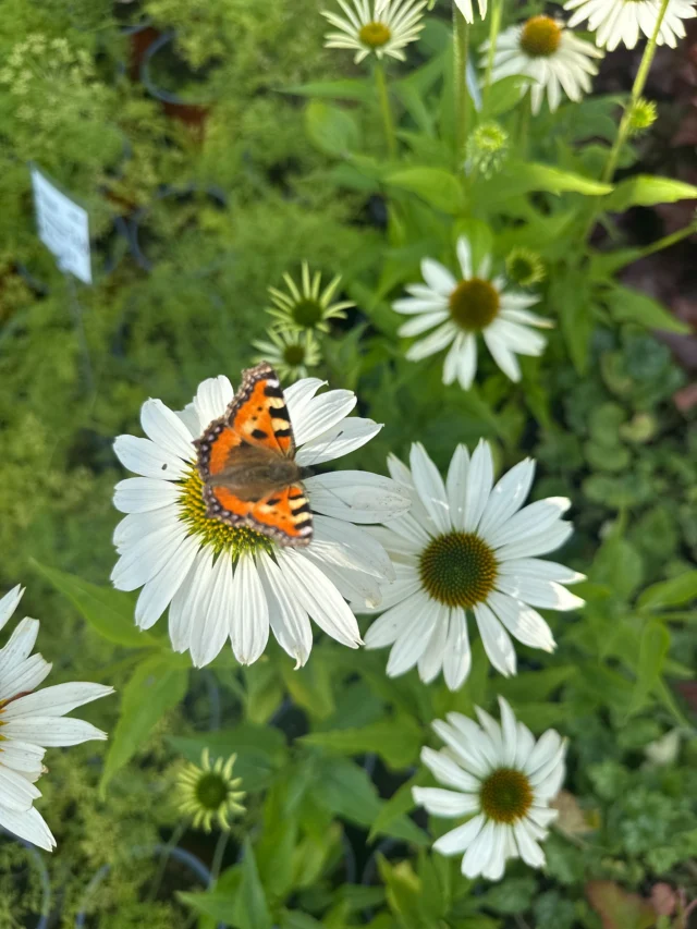 Punane siilkübar on liblikate ja mesilaste tõeline  lemmiktaim🦋🐝

🦋Lisaks on ta ka ilus ja vastupidav püsik.
🦋Lehti, õisi ja juuri kasutatakse erinevate tervisehädade puhul.

Tamme talu e-poes on veel mõned istikud saadaval🤍

#tammetaluürdiaed #aiandus