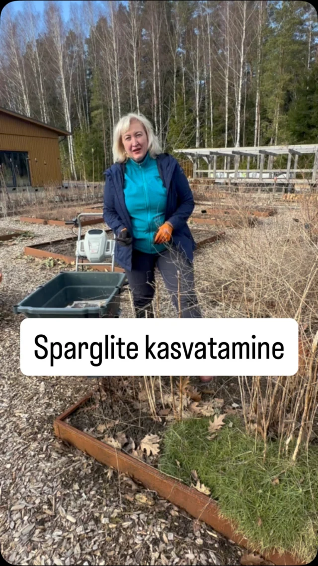 Kui sa tahad, et su koduaias kasvav spargel kiiremini saaki annaks ja kauem söödav oleks, siis vaata videost, mis nippe meil selle jaoks varuks on😉

Kui sul veel sparglitaimi ei ole, siis vaata kindlasti Tamme talu e-poodi, sest seal on väga lai valik erinevaid sorte🌱

 #tammetaluürdiaed  #spargel #kevad #aiandus