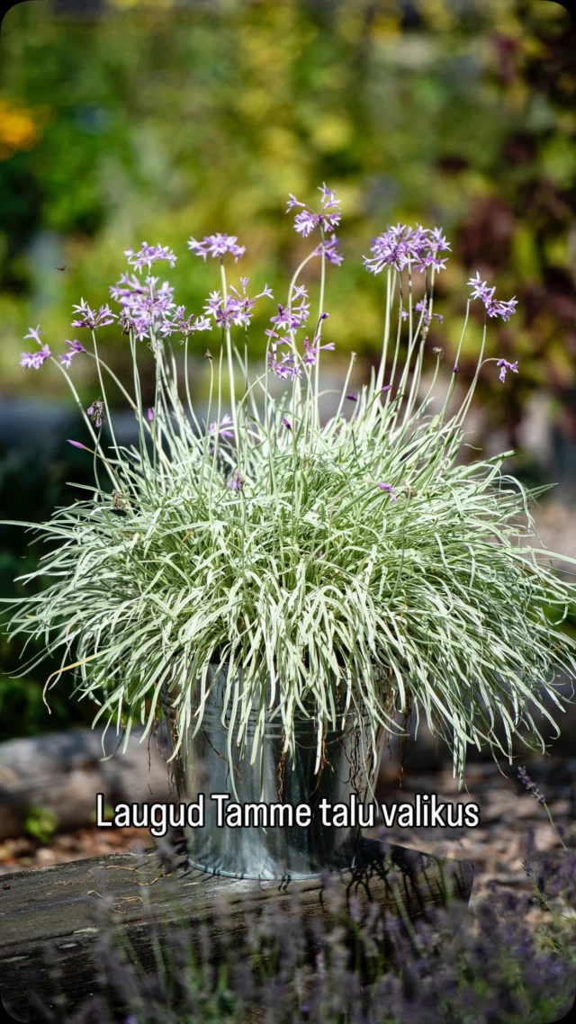 Kui sa tahad oma aeda pilkupüüdva välimusega ja kergesti hooldatavaid laukusid, siis tasub piiluda Tamme talu e-poodi📲

Selleks on eraldi tootekategooria LAUGUD.

Lisasime valikusse mitu uut sorti ja praegu ettetellides on soodustus -20%☀️

#tammetaluürdiaed #aiandus #istutamine #kevad