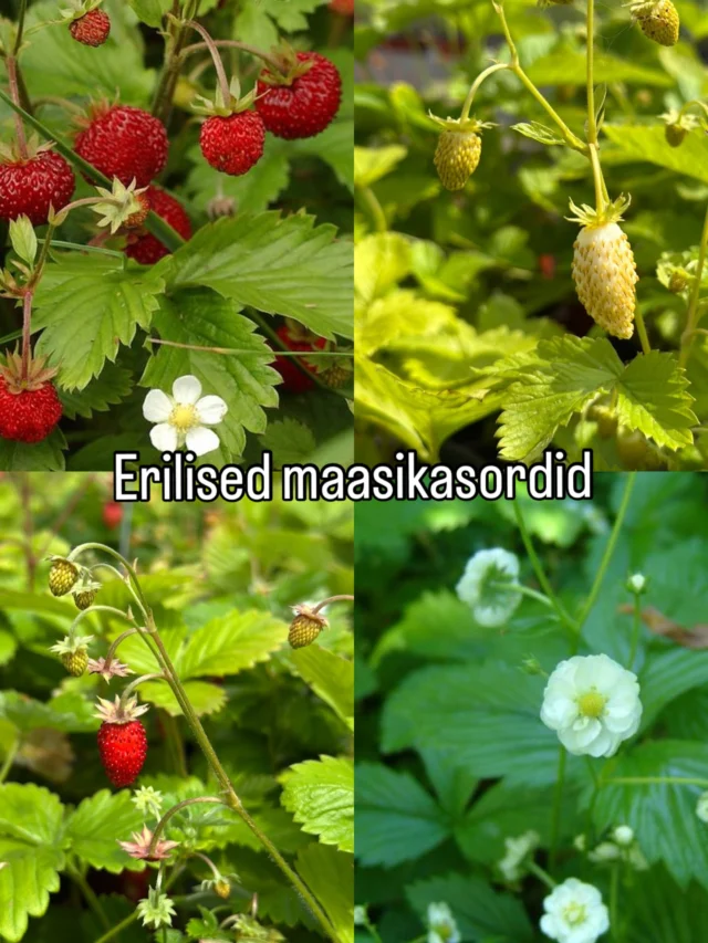 Ainulaadsed maasikasordid, mida tasub kindlasti oma aeda istutada, sest neid on lihtne kasvatada ja annavad palju saaki pika perioodi jooksul🍓

🍓Kuumaasikas "Improved Rügen" ja "Yellow Wonder"- maitselt meenutavad metsmaasikat, annavad saaki jaanipäevast kuni esimeste sügiskülmadeni. Erinevus on vilja värvuses. Sort "Yellow Wonder" küpsed viljad on kollased.

🍓Metsmaasikas "Flore Pleno" - pilkupüüdvate täidisõitega sort. Õitseb maist - juunini. Viljad valmivad juunis.

🍓Metsmaasikas - annab rohkelt punaseid marju alates jaanipäevast kuni juuli keskpaigani. 

Kõik sordid on talvekindlad. Kasvata pottides, rõdukastides või peenral👩🏼‍🌾

Telli Tamme talu e-poest☀️

#tammetaluürdiaed #metsmaasikad #aiandus #istutamine #maasikad