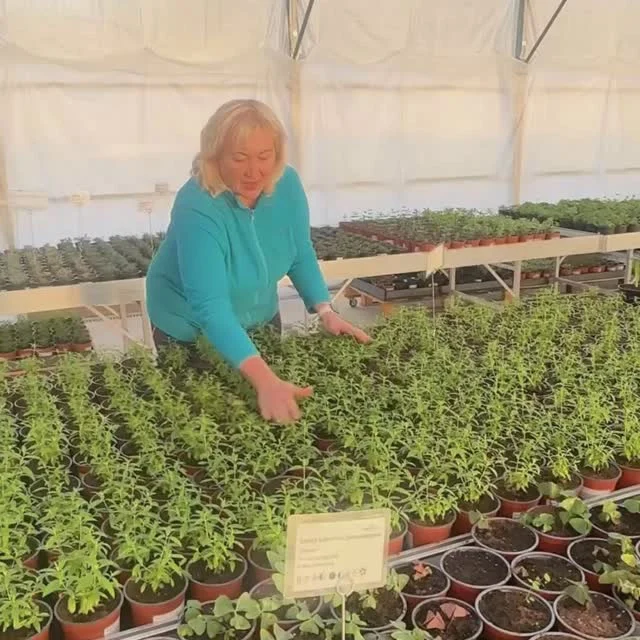 Meil on sulle kaks uudist🤩

☀️Tamme talu ürdiaiand on avatud E-R kell 8.00-15.00. Saad kohapeale taimi valima tulla, neid katsuda, nuusutada ja maitsta. Anname ka taimekasvatusnõu.

☀️2. mail toimub Tamme talus Eesti esimene Hobiaednike festival. Tutvu üritusega Tamme talu kodulehel ja soeta pilet Fientast. Piletite müük kestab kuni 27. aprilli südaööni❗️

 #tammetaluürdiaed @romantilinerannatee @visitparnu